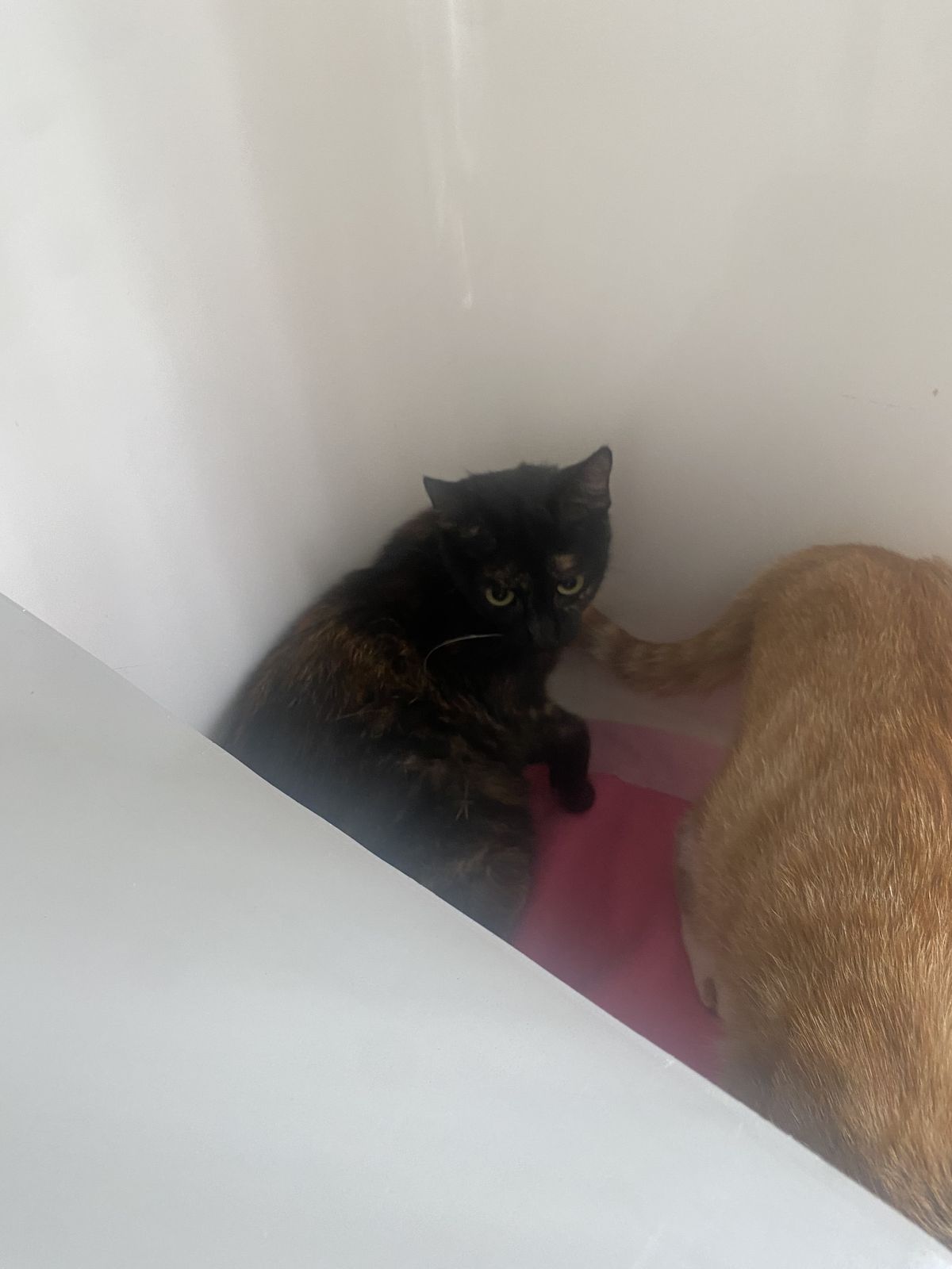 Gallery image: Nuggy