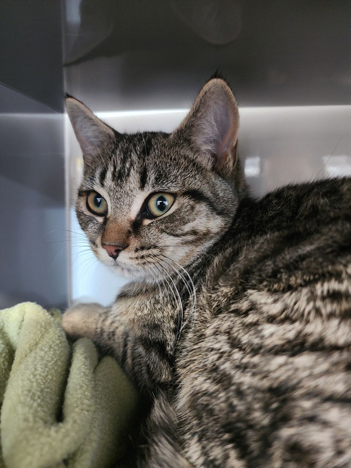 Gallery image: Misha