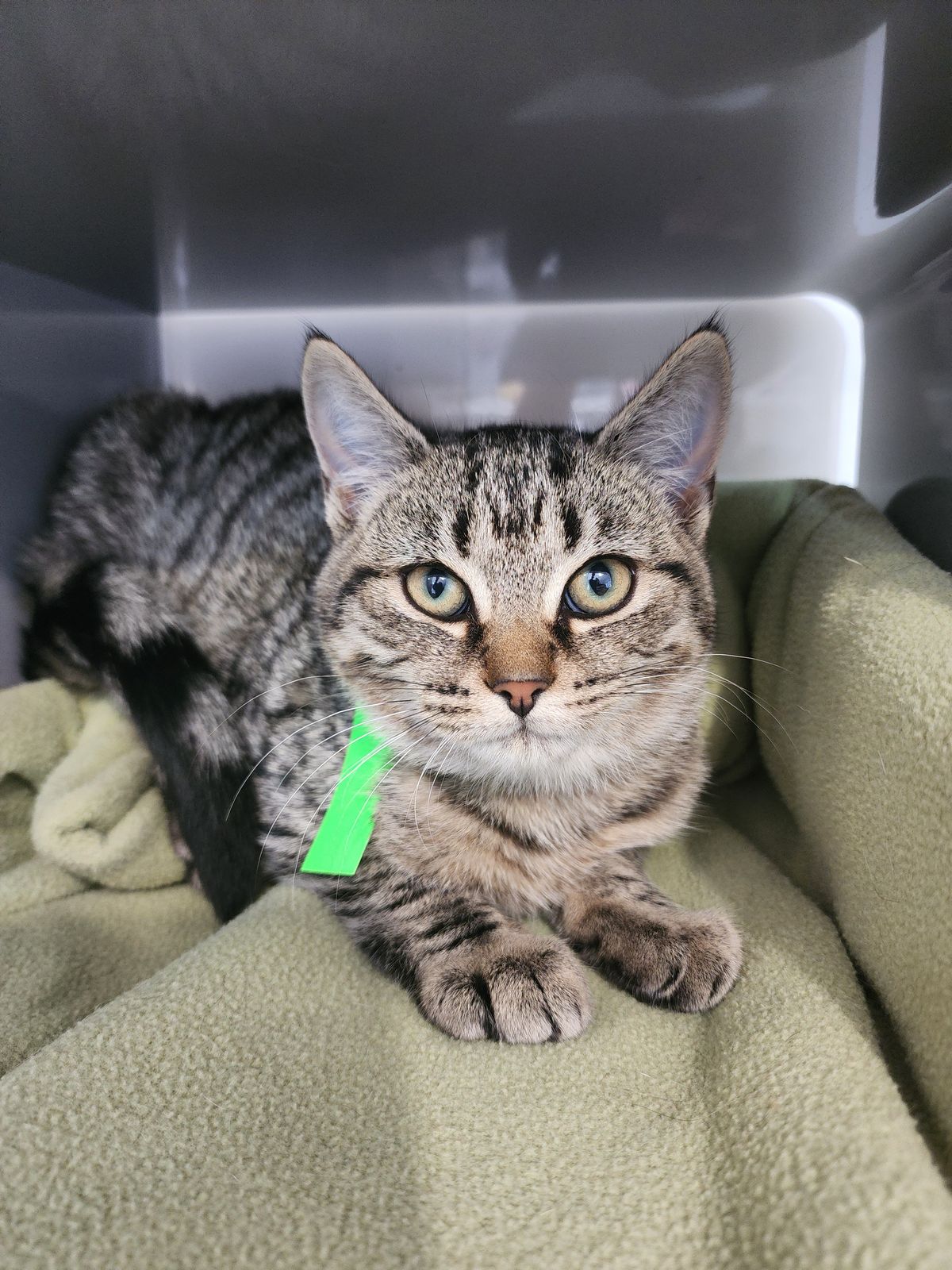 Gallery image: Misha