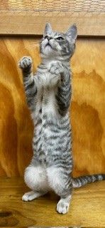 Gallery image: Cricket