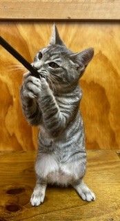 Gallery image: Cricket