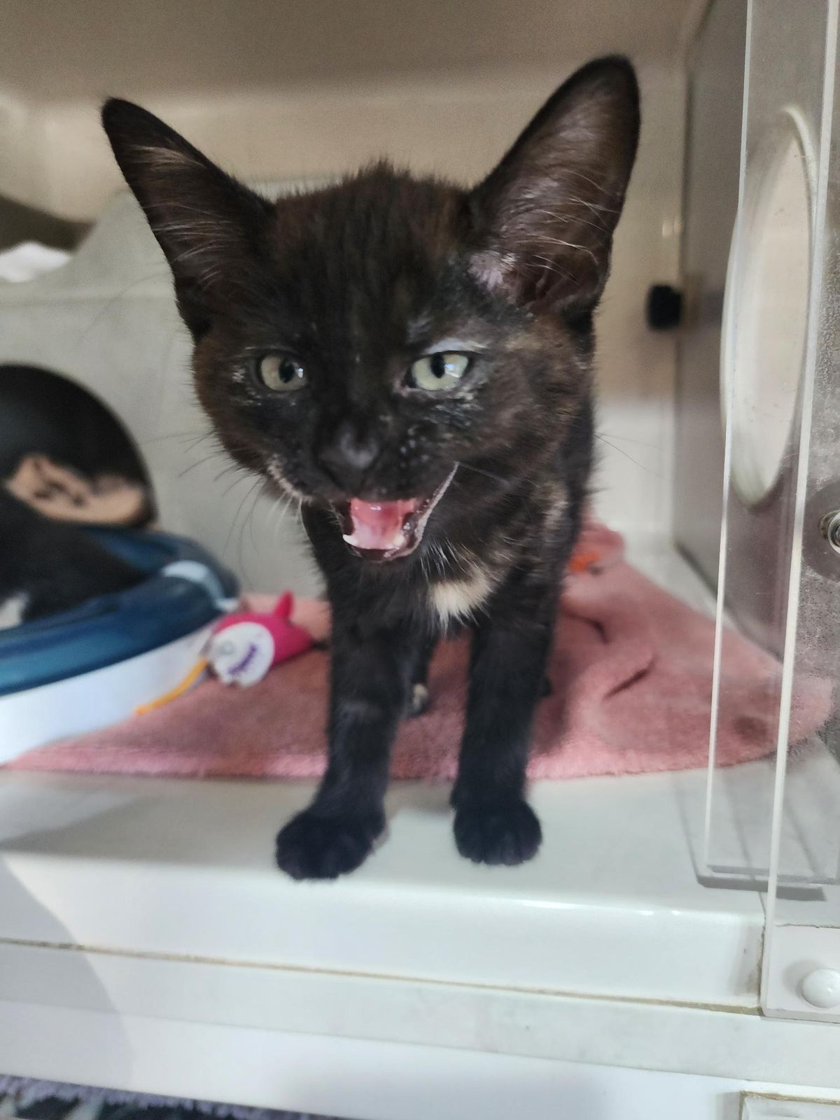 Gallery image: Cherry