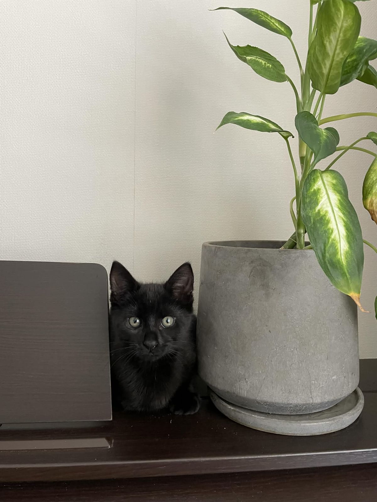 Gallery image: Patrick