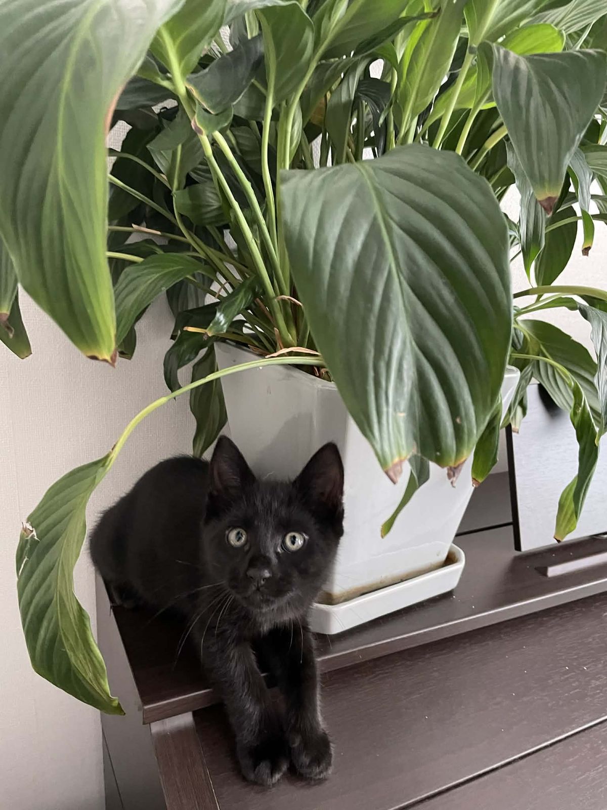 Gallery image: Patrick