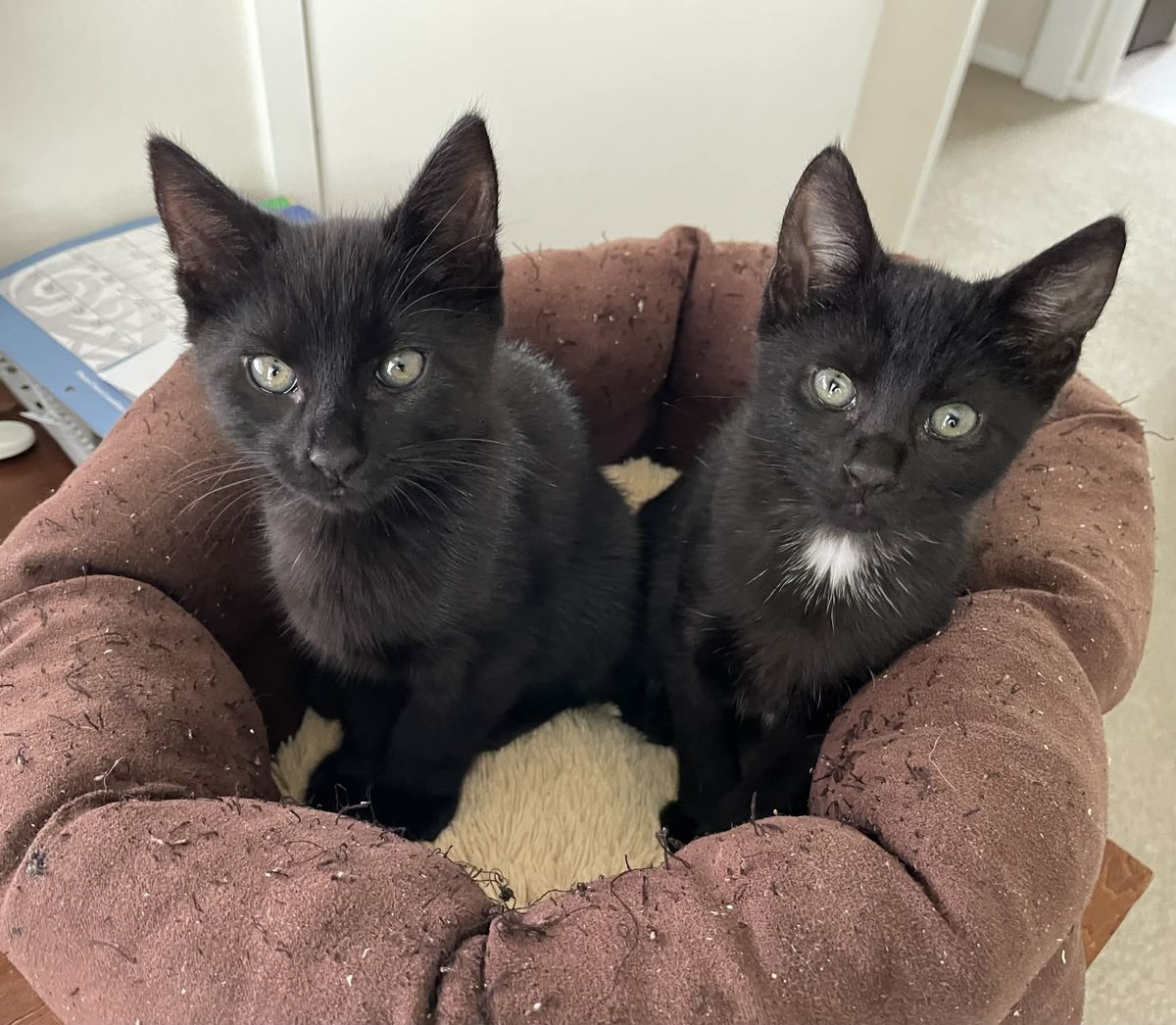 Gallery image: Patrick