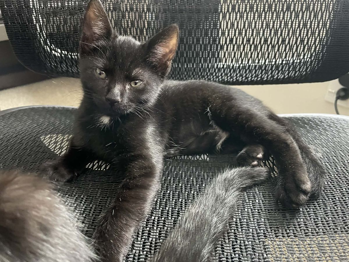 Gallery image: Rubie