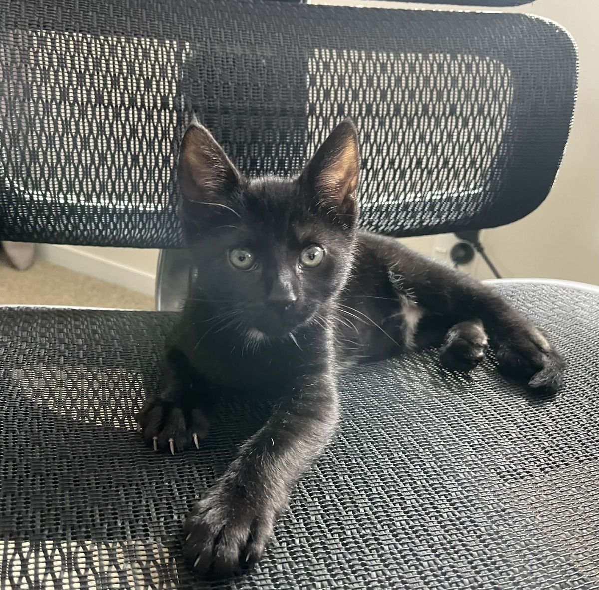 Gallery image: Rubie