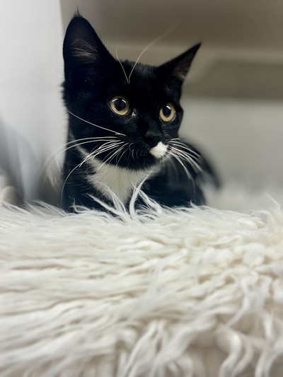 Abbie - Domestic Short Hair