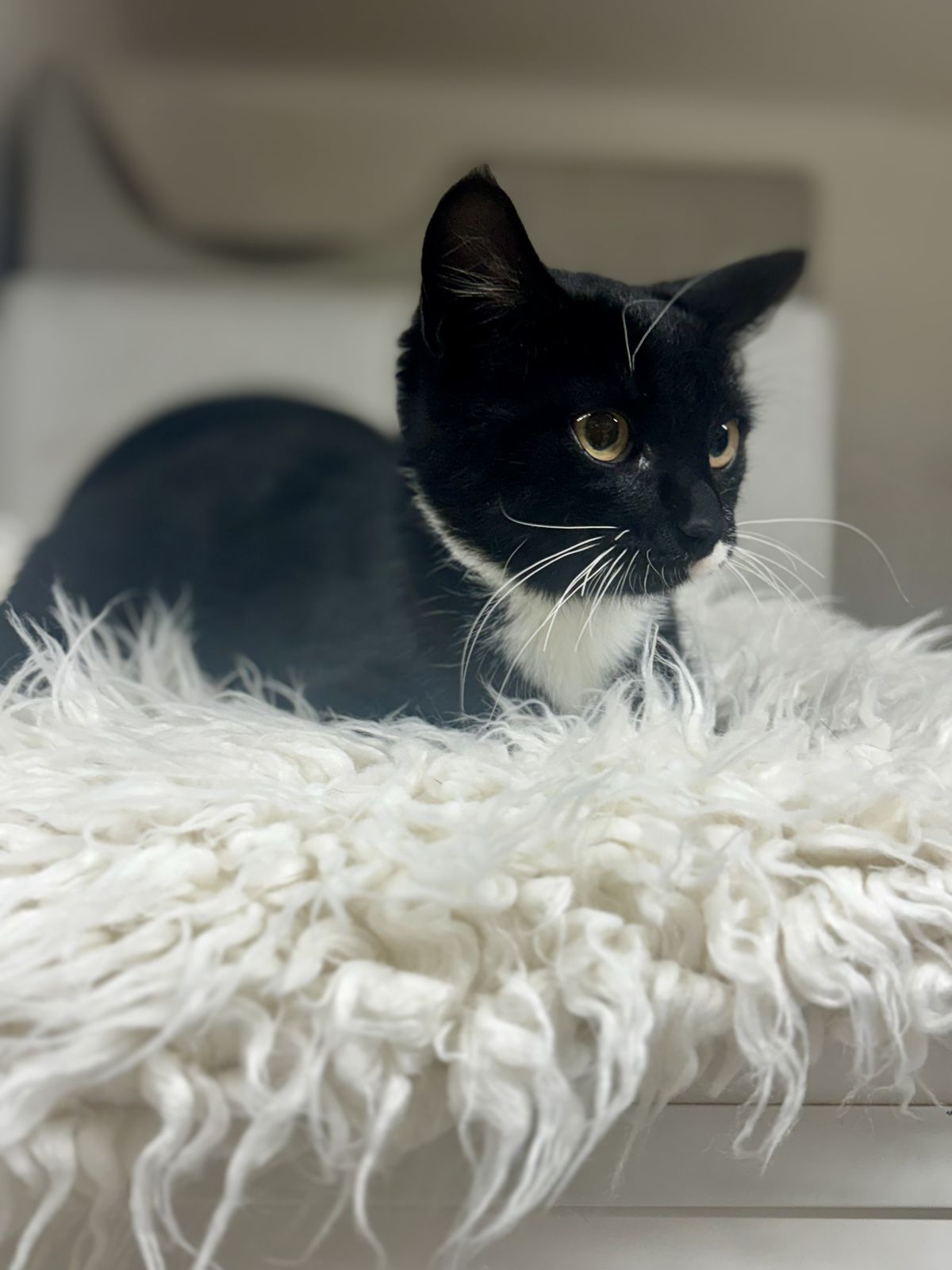 Gallery image: Abbie