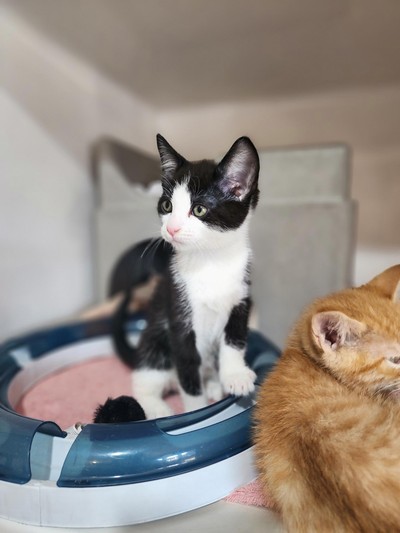 Cody - Domestic Short Hair