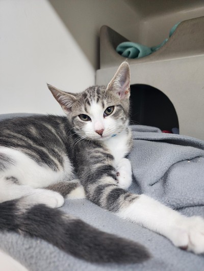 Nora - Domestic Short Hair