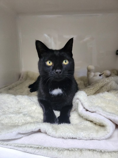 Brenda From Accounting - Domestic Short Hair