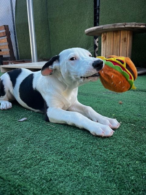 Gallery image: Cooper