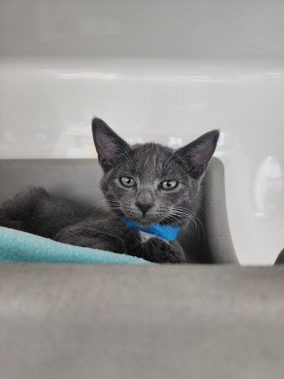 Lola - Domestic Short Hair