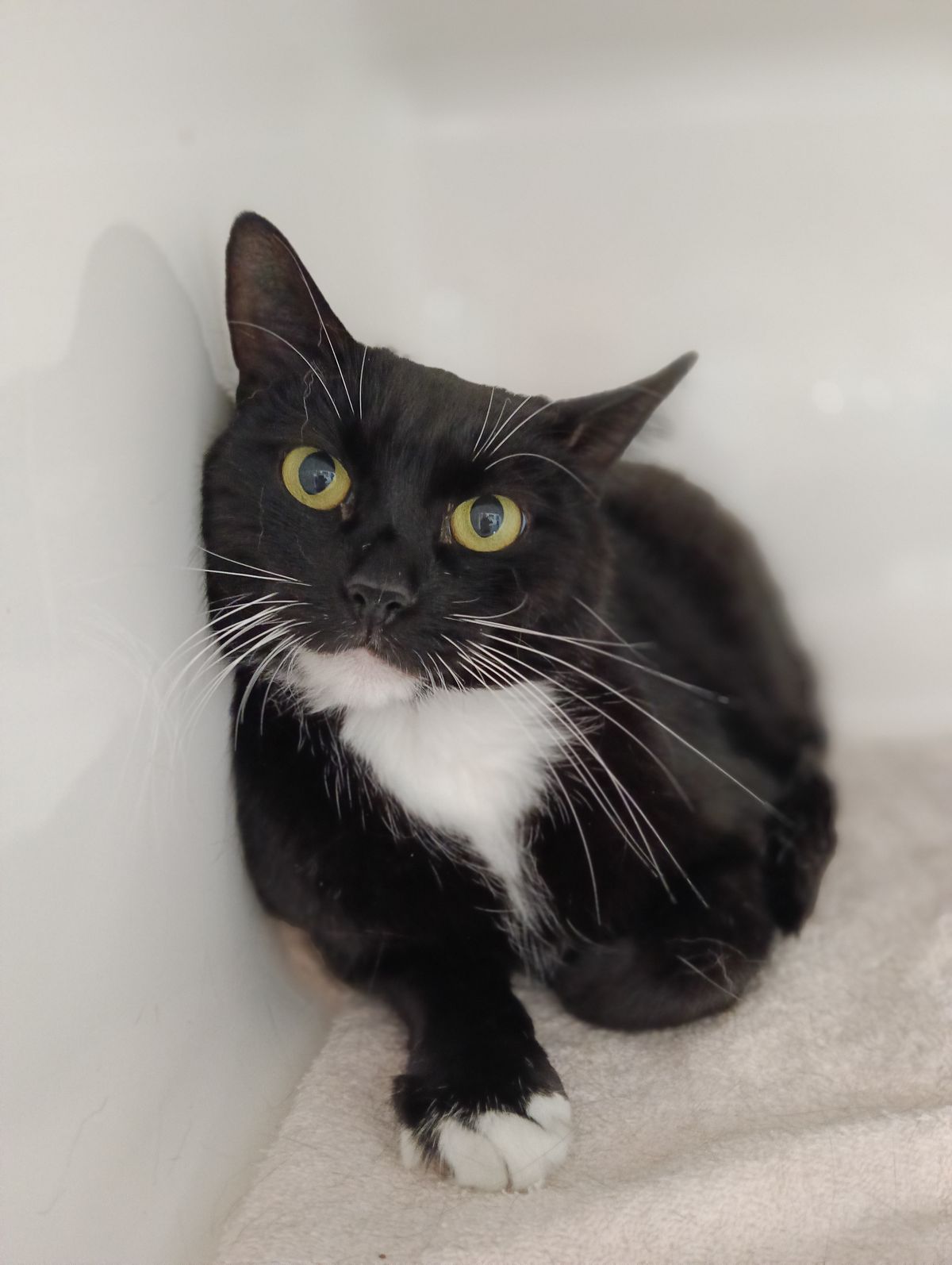 Gallery image: Piper