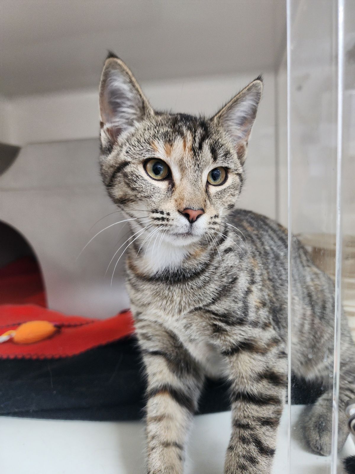 Gallery image: Crystal