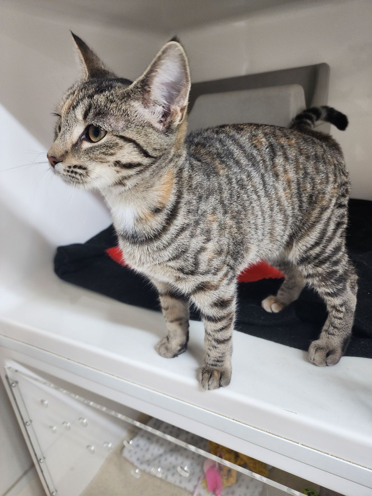 Gallery image: Crystal