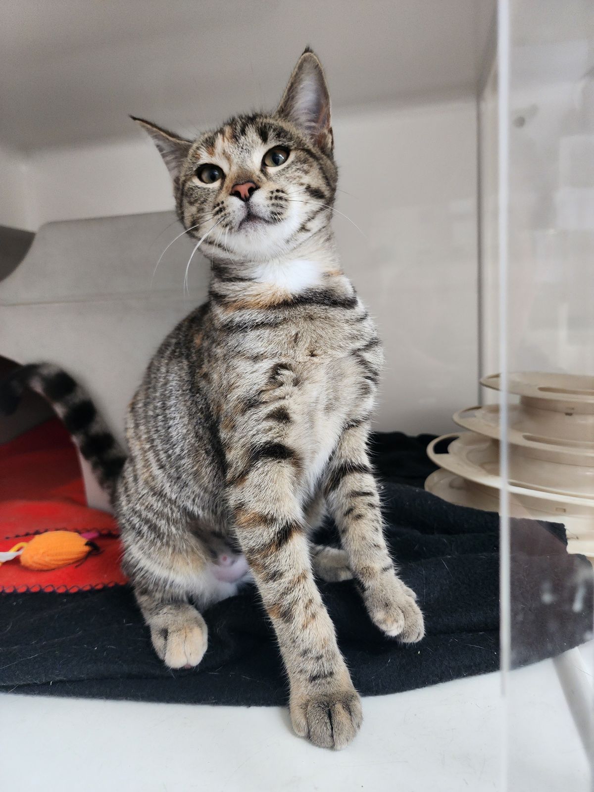 Gallery image: Crystal