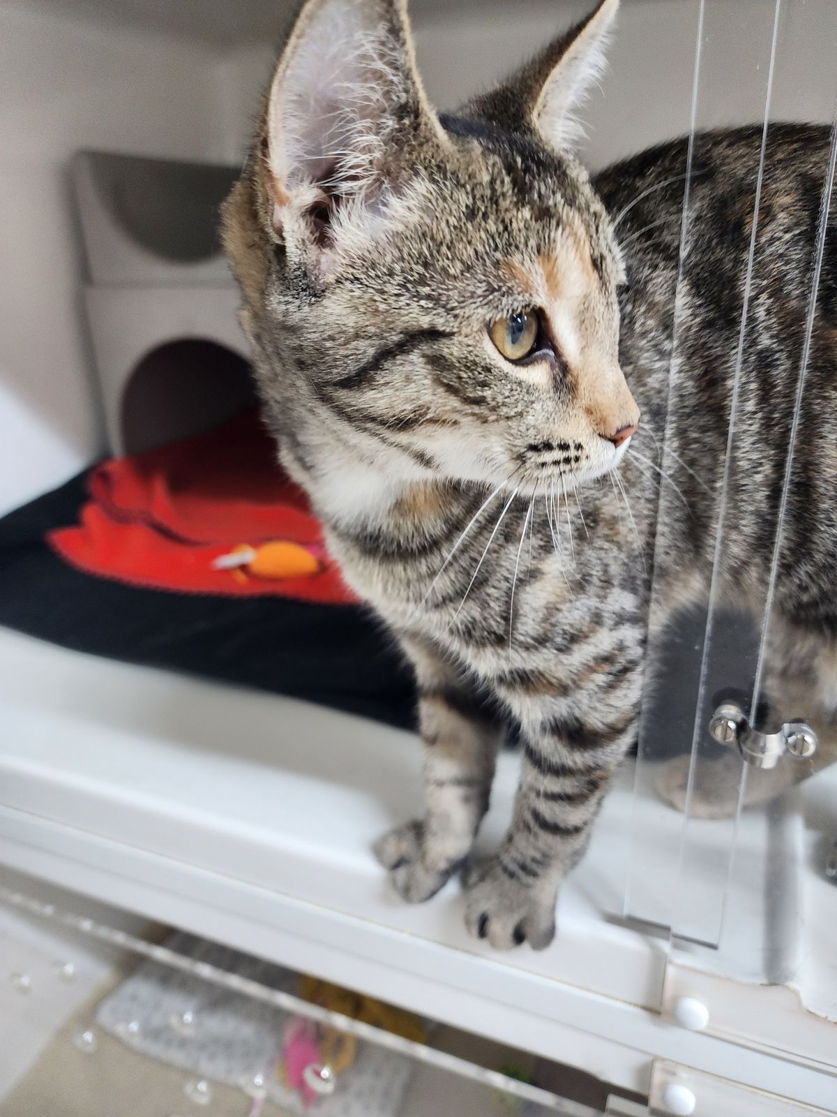 Gallery image: Crystal