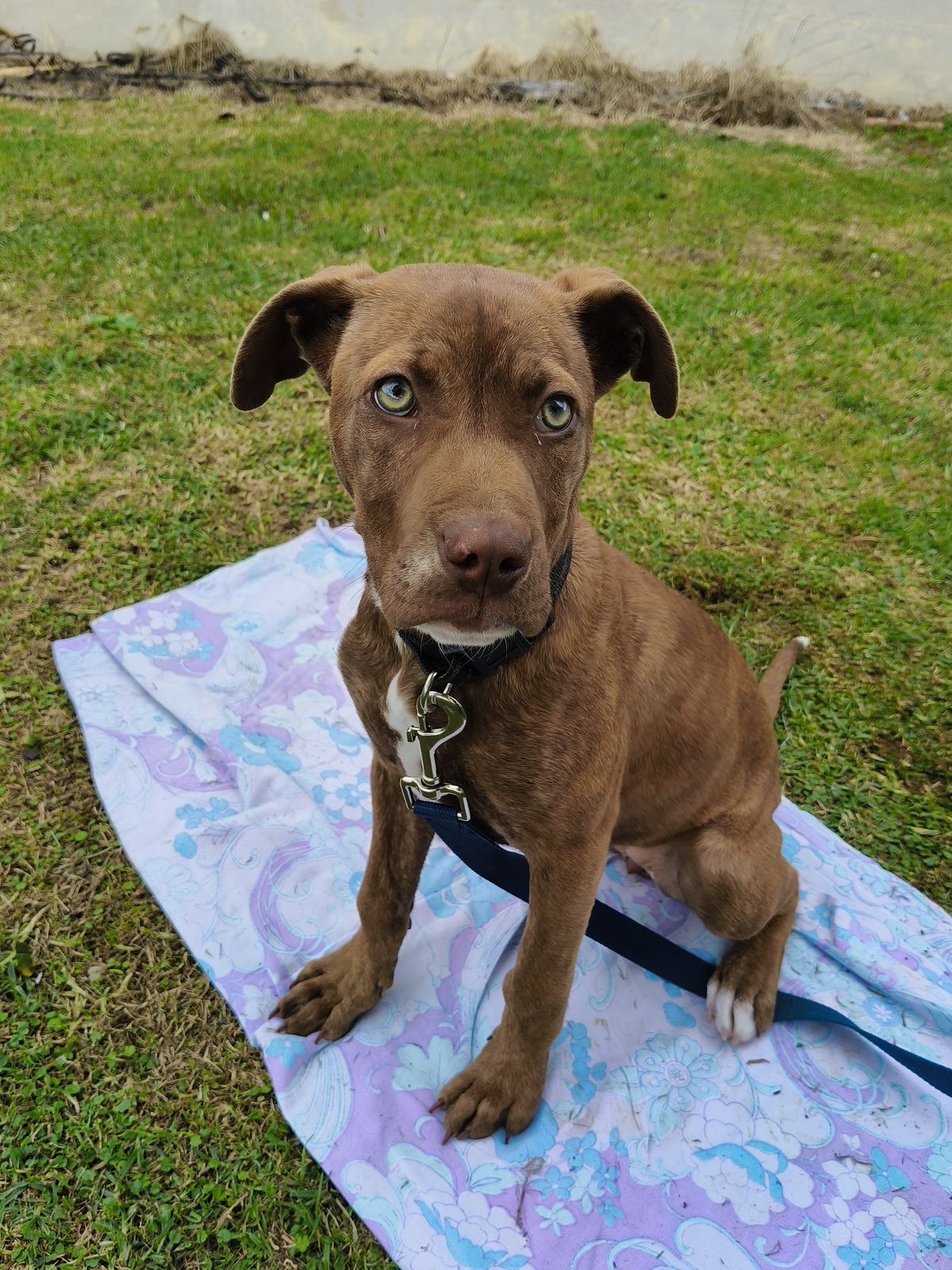 Gallery image: Chanel