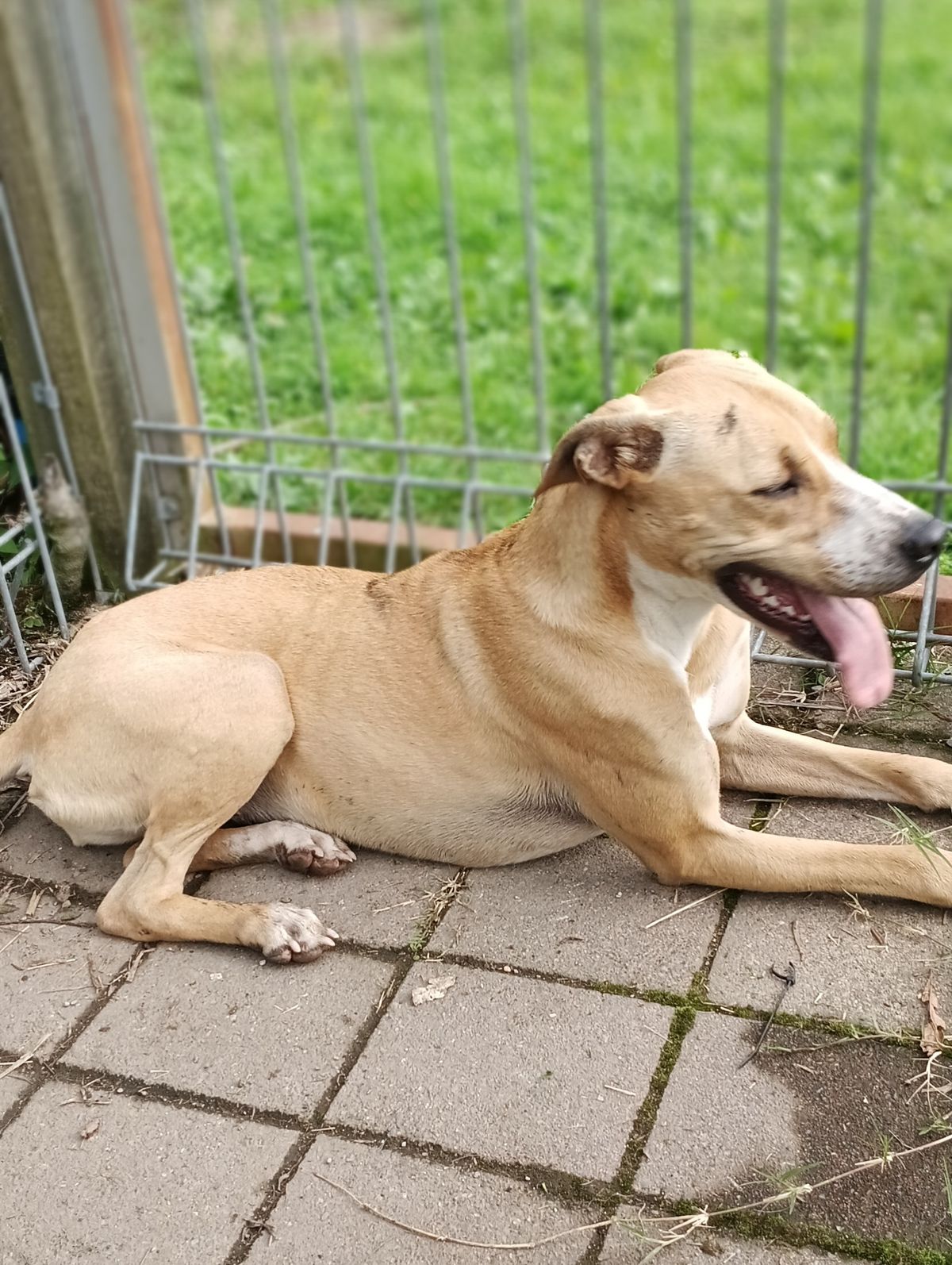 Gallery image: Amera