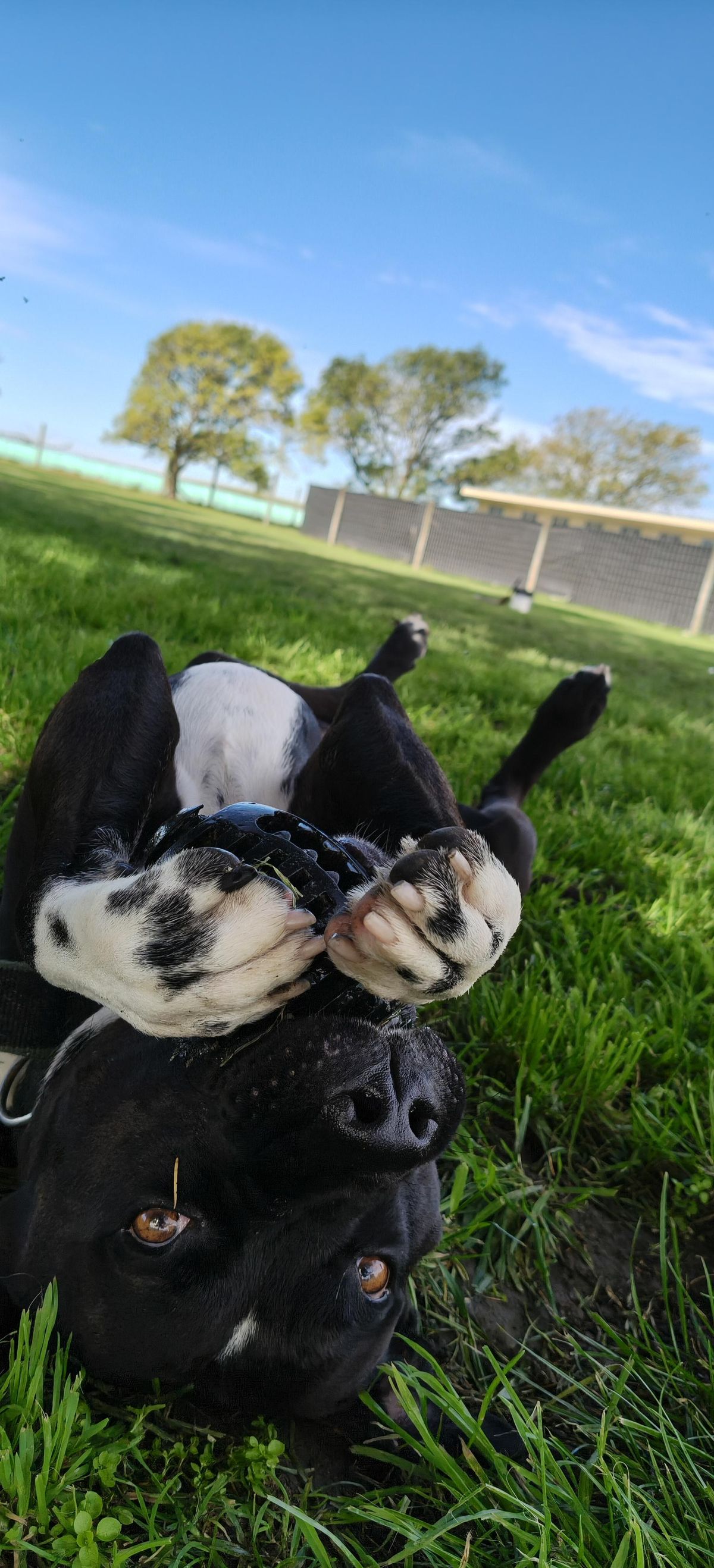 Gallery image: Buddy 