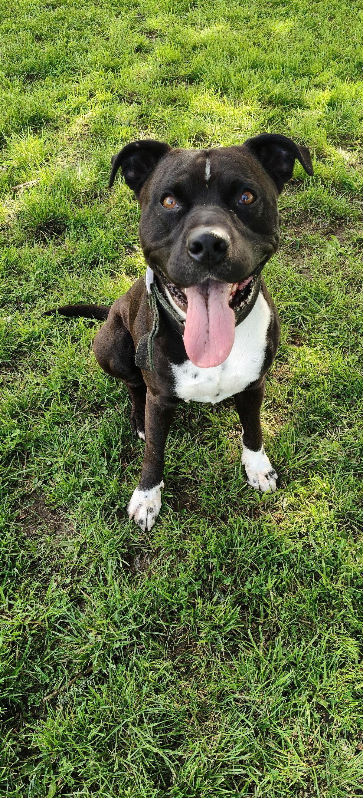 Gallery image: Buddy 