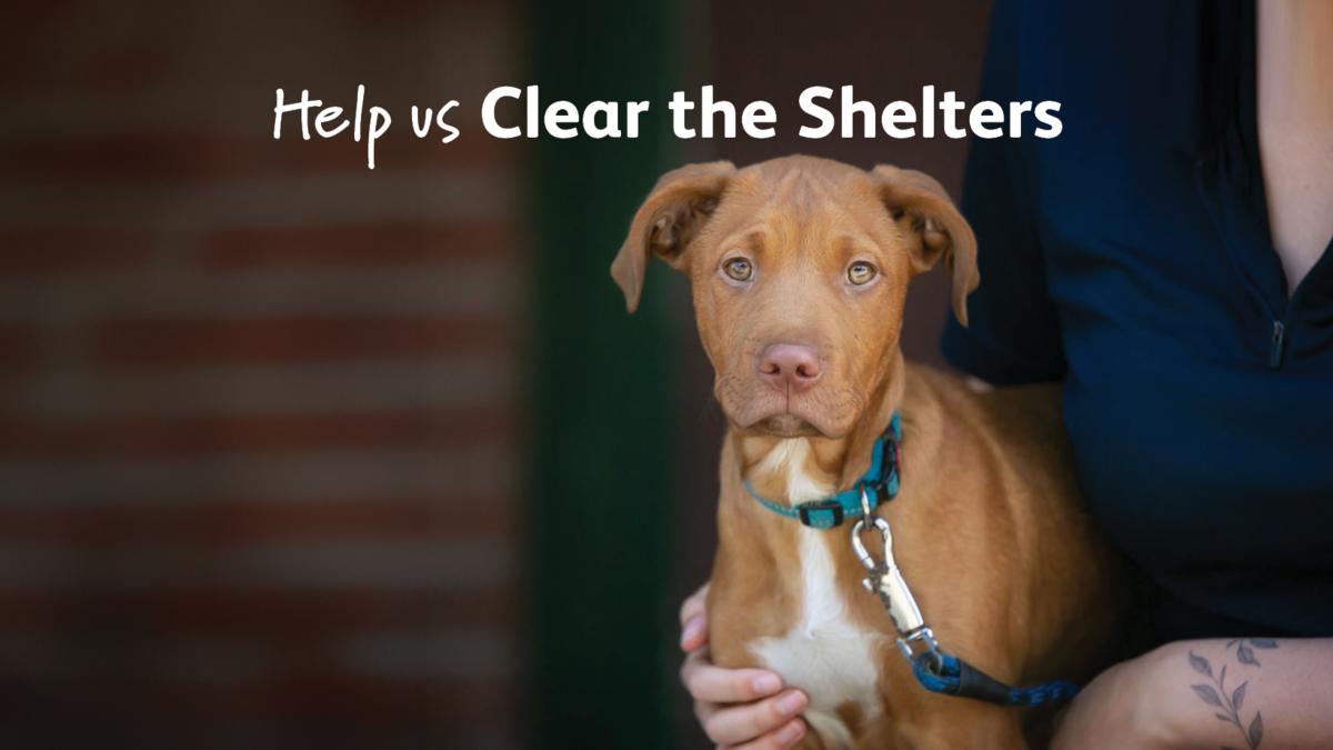 SPCA launches ‘Clear the Shelters’ campaign with 50% off adoption fees to get animals loving homes 