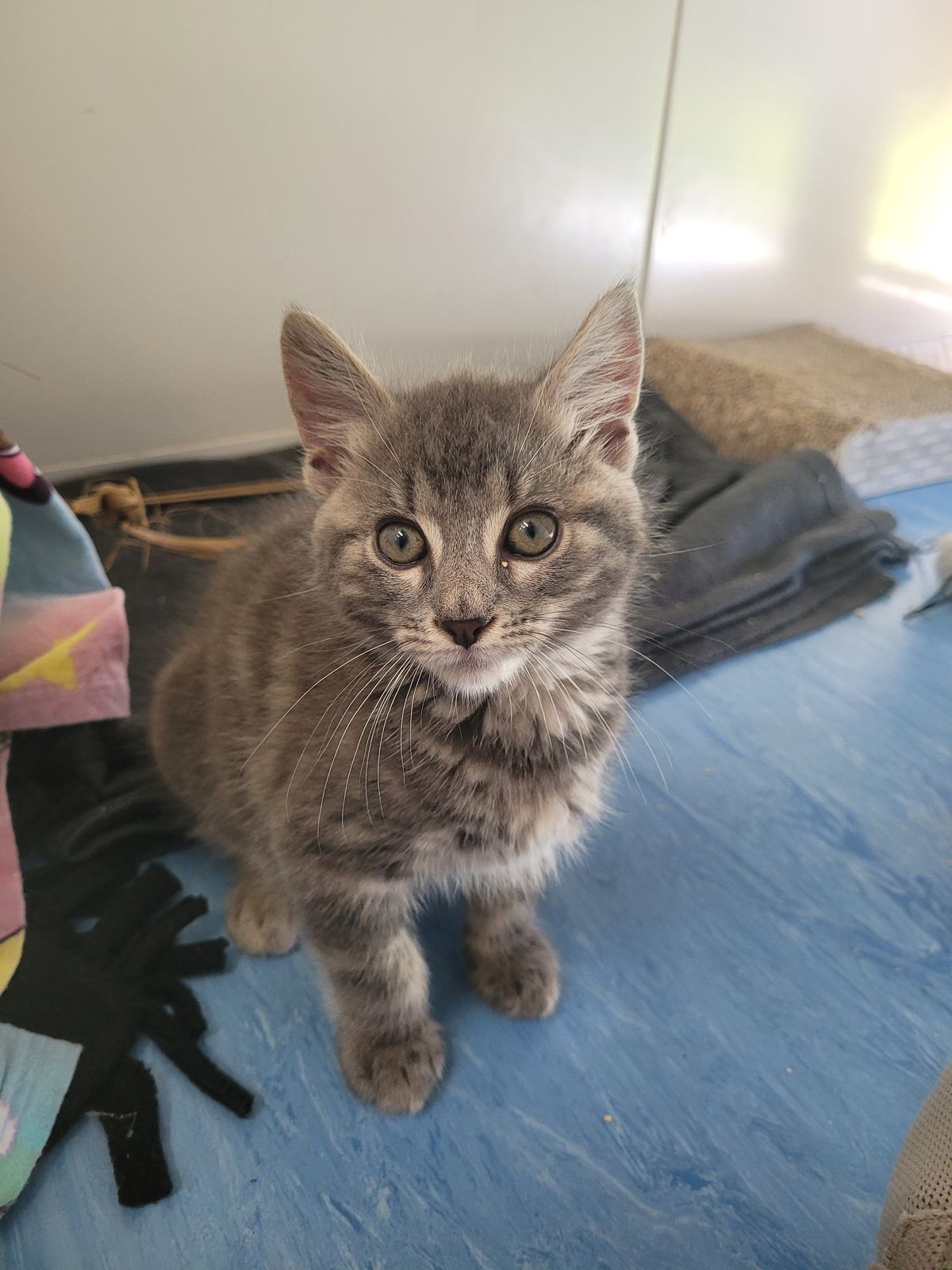 Gallery image: Thomas