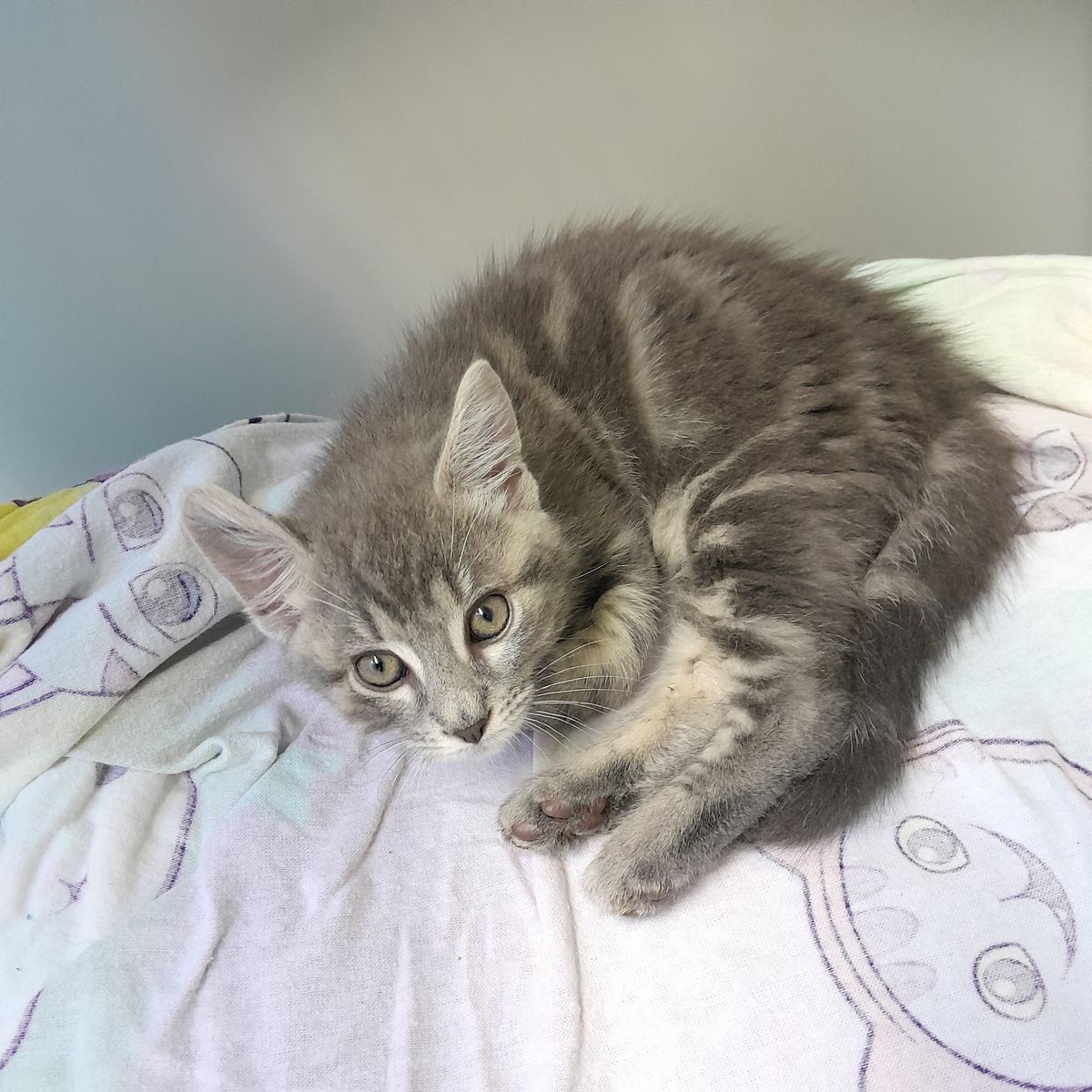 Gallery image: Thomas