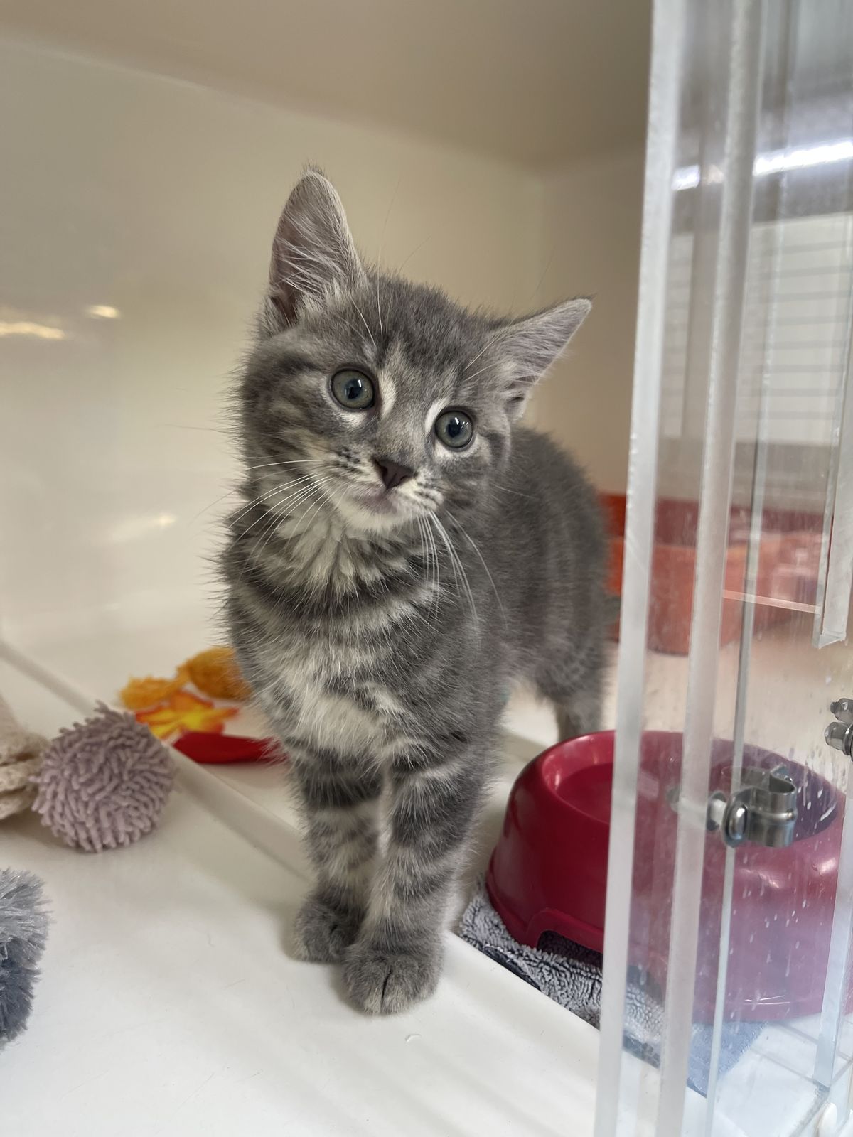 Gallery image: Thomas