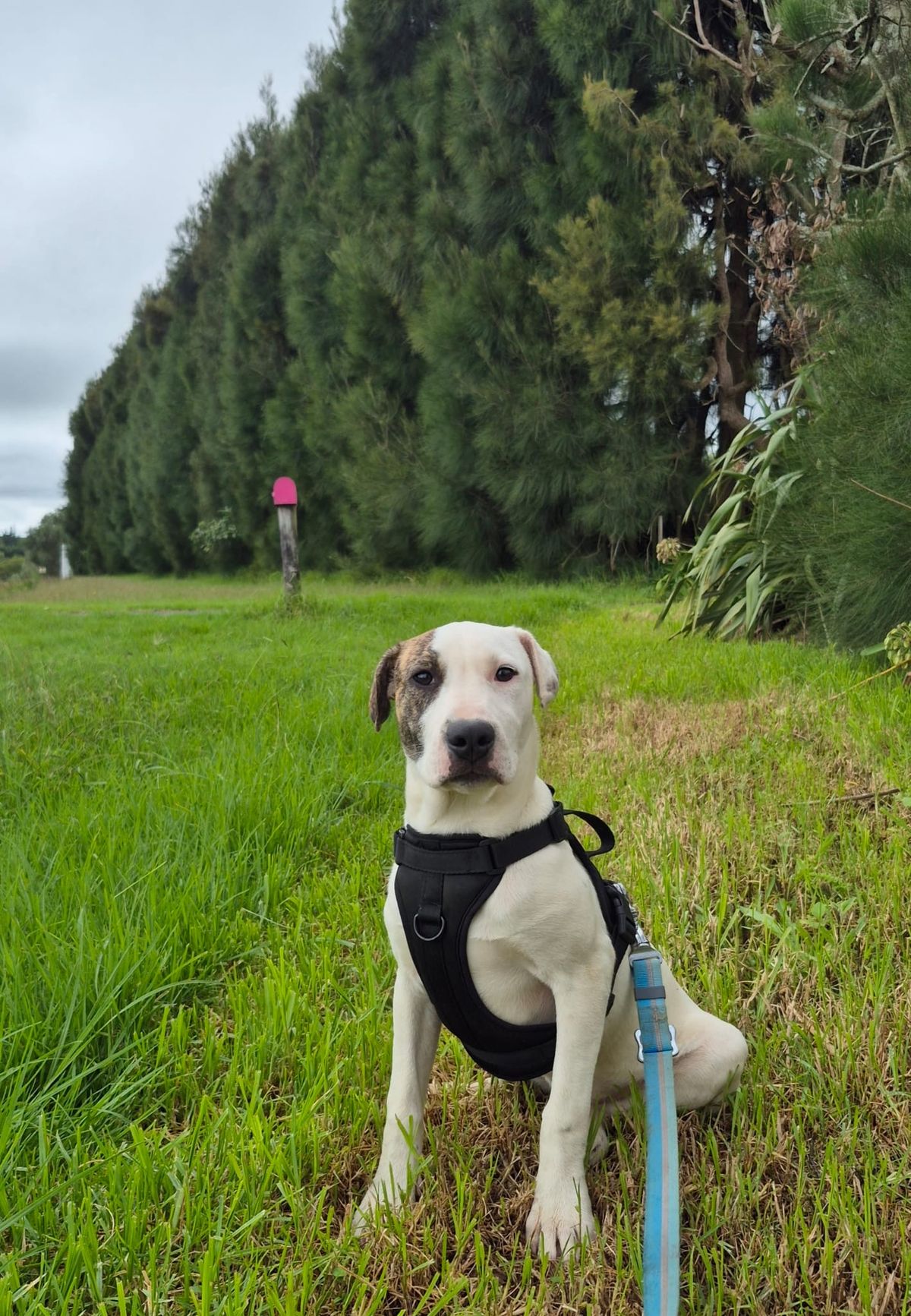 Gallery image: Pirate