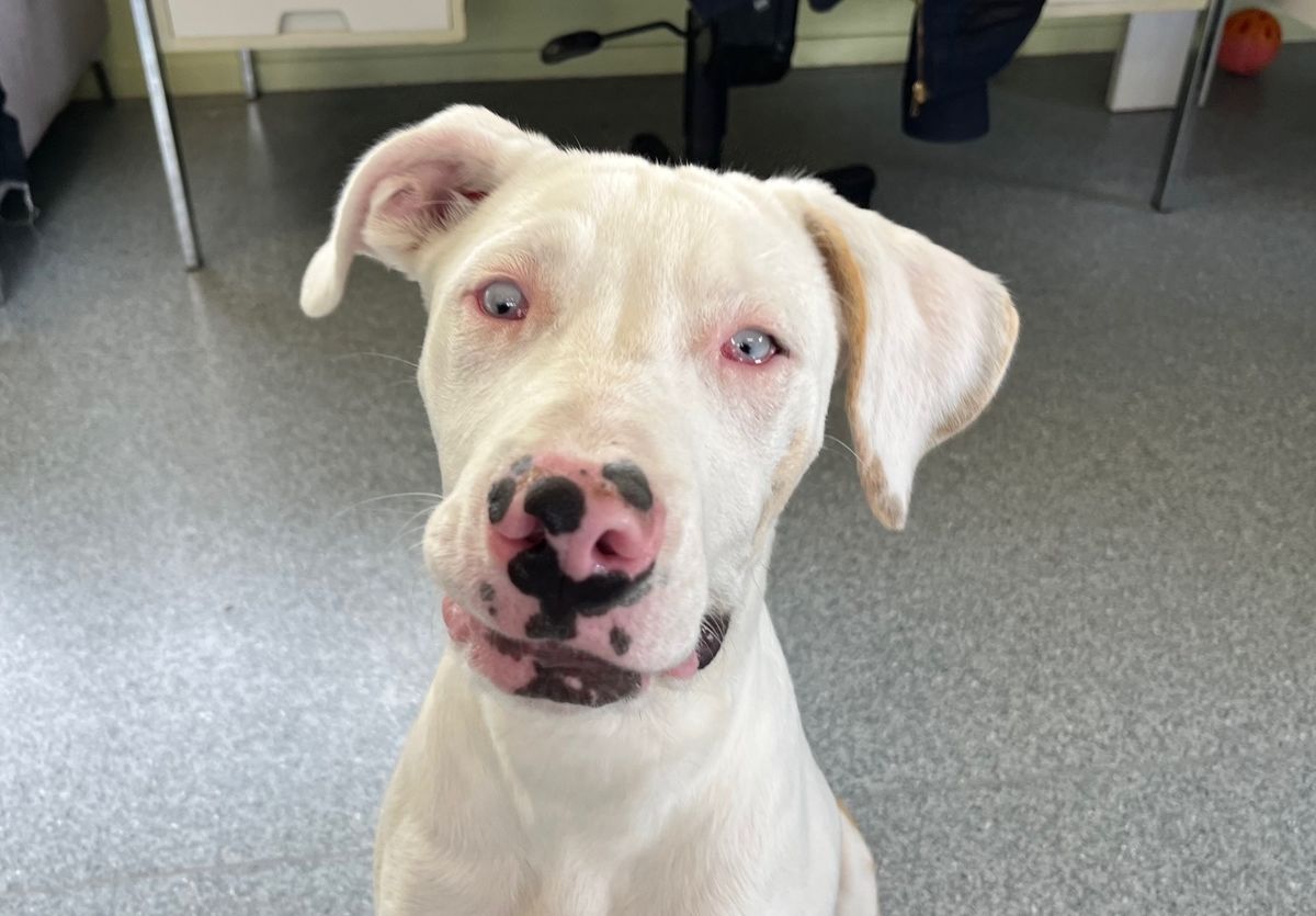 Gallery image: Albie