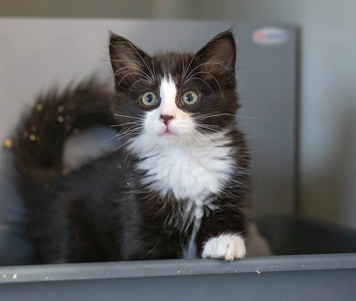 Gallery image: Arabella