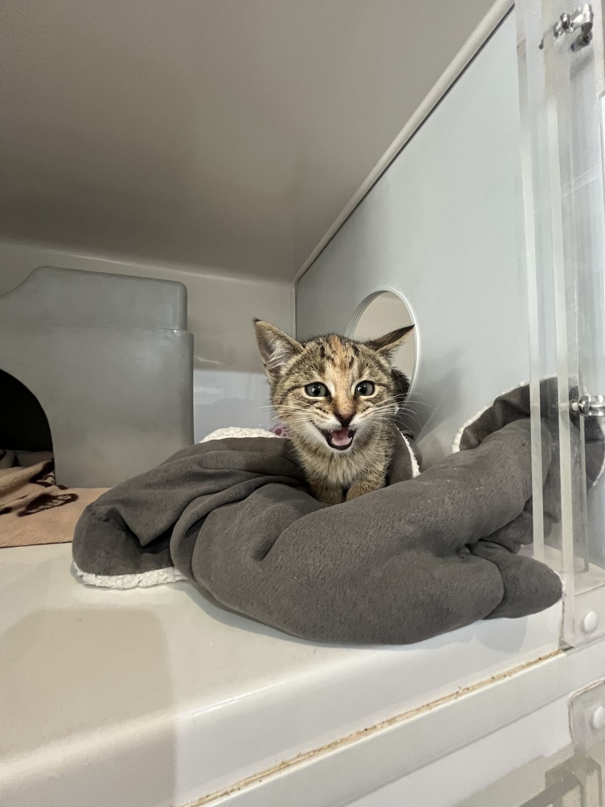 Gallery image: Ariel