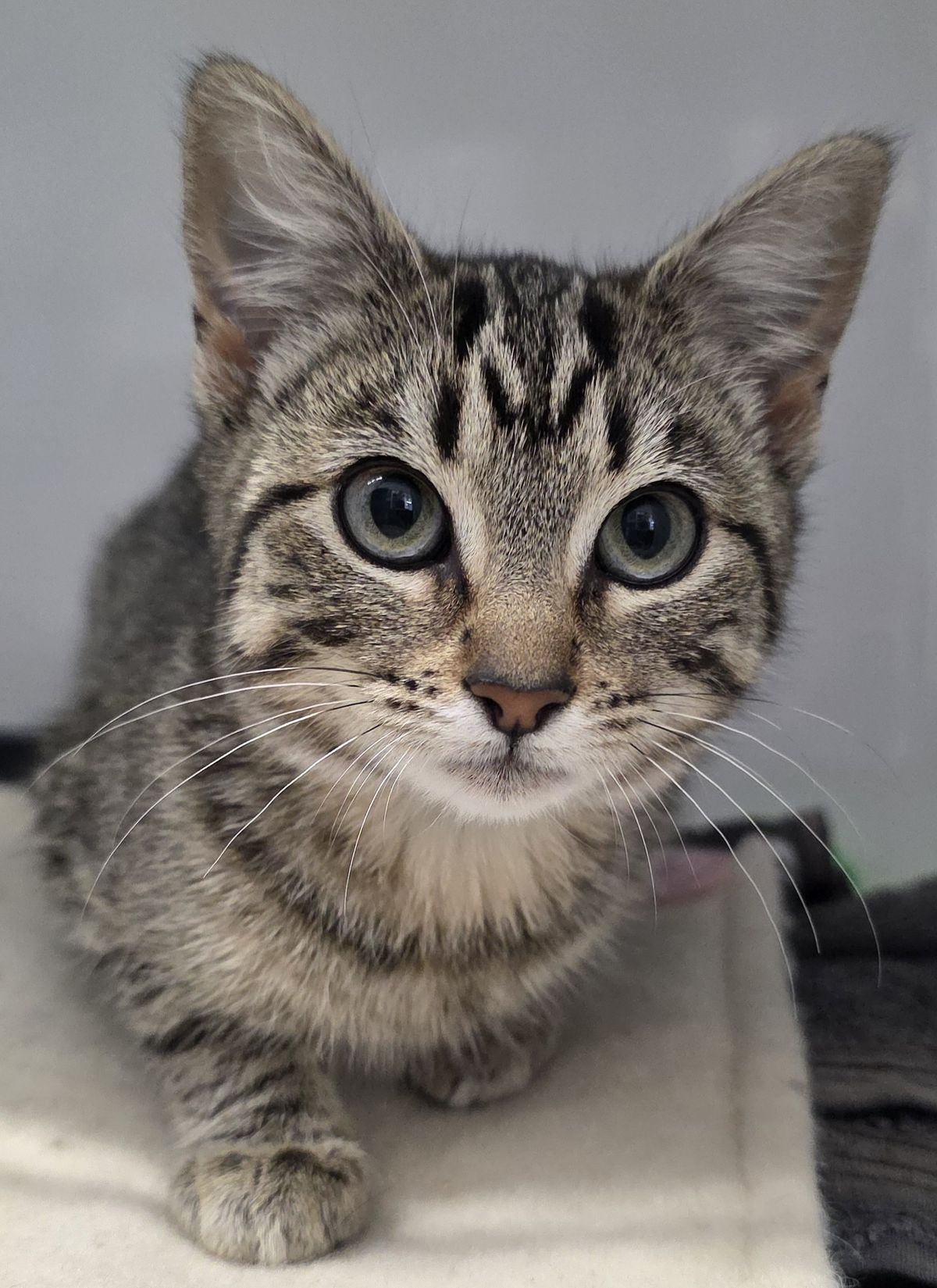 Gallery image: Bonnie