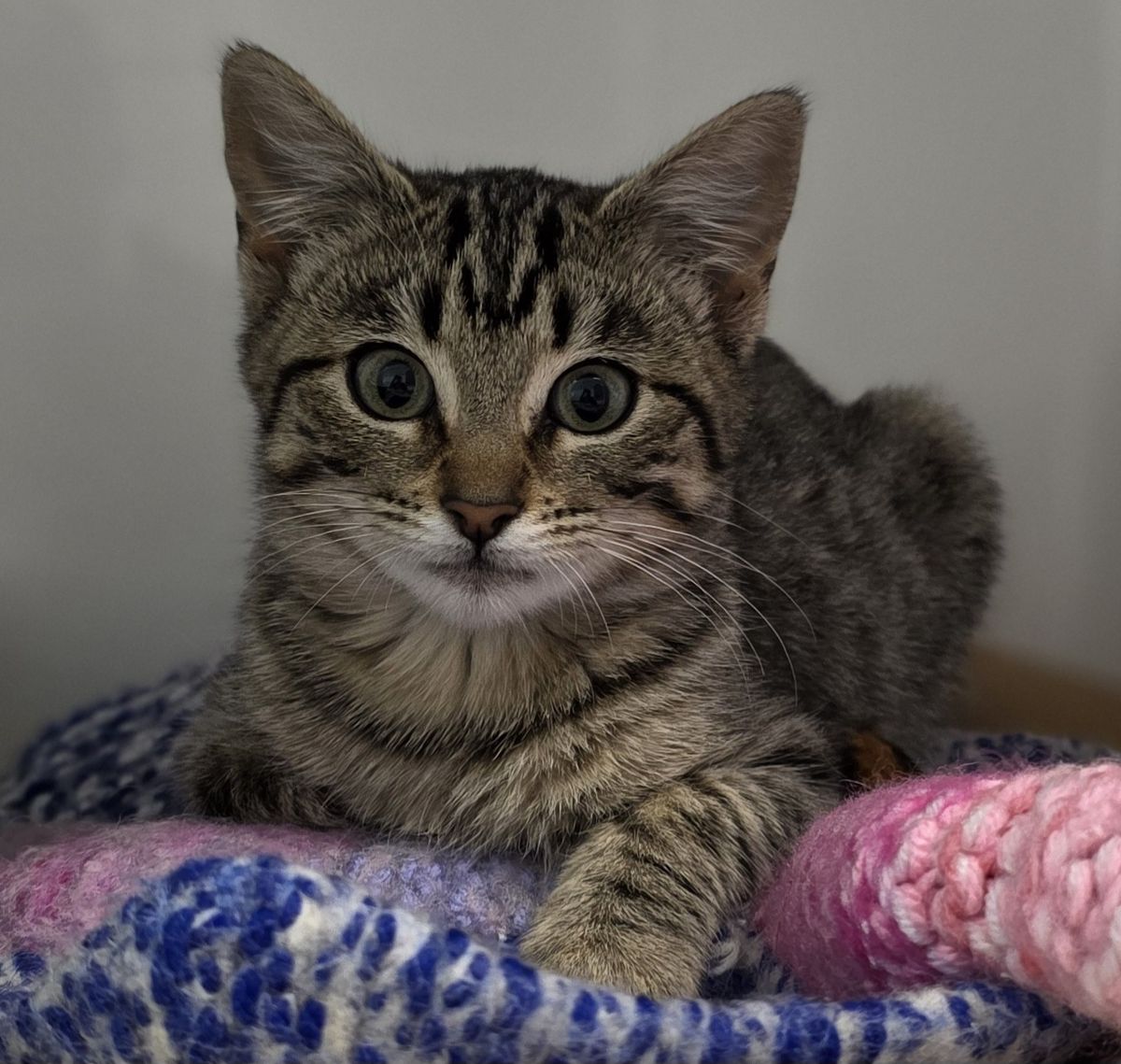 Gallery image: Bonnie