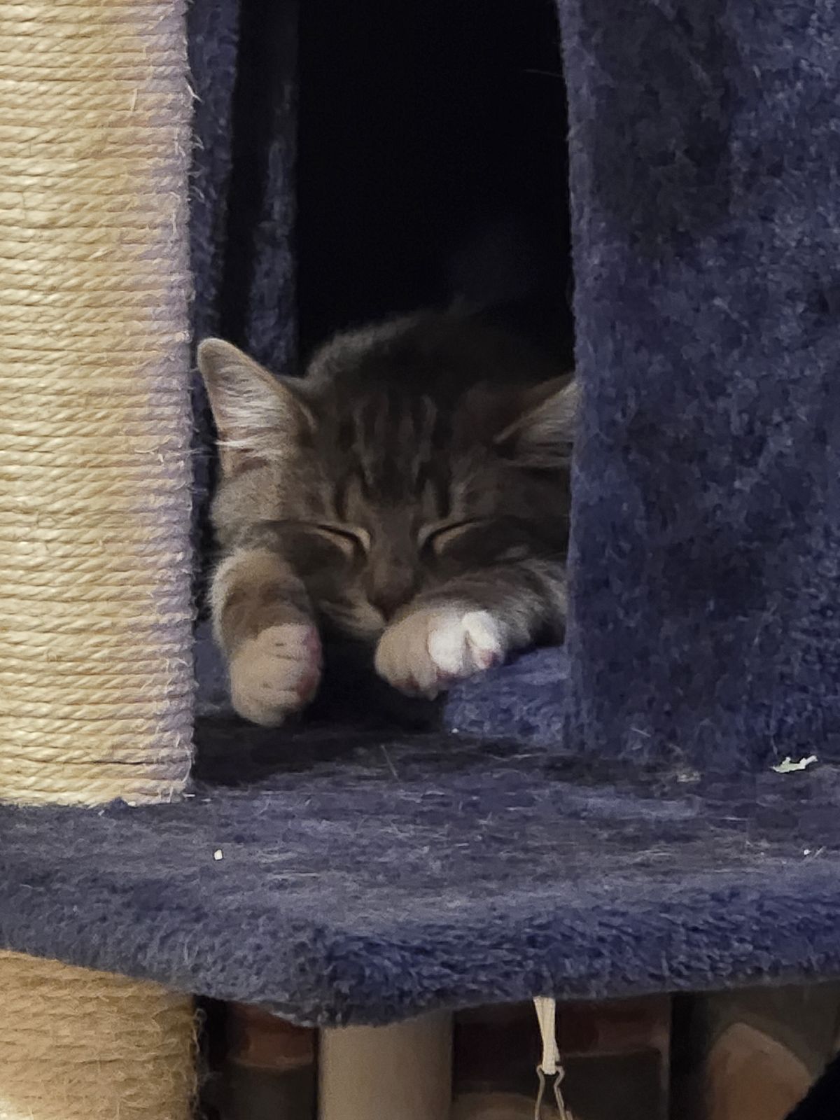 Gallery image: Jerry