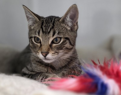Wasabi - Domestic Short Hair