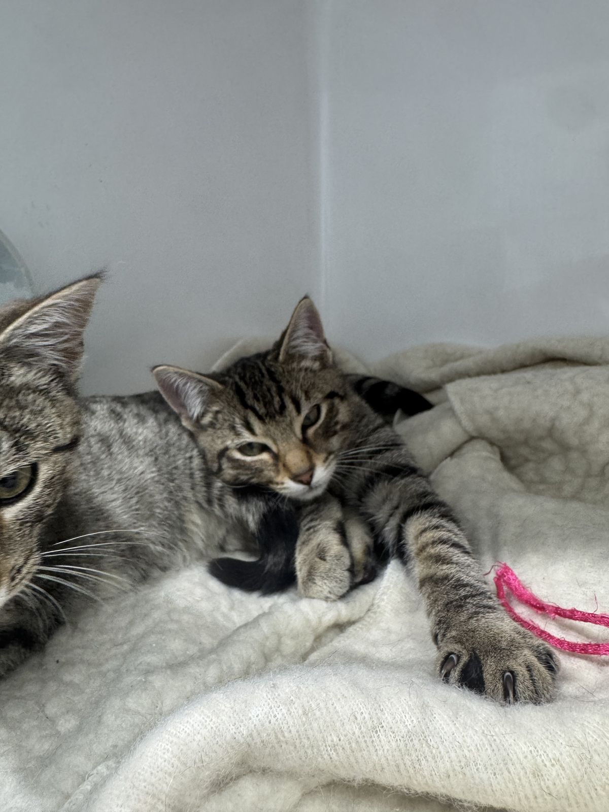 Gallery image: Wasabi