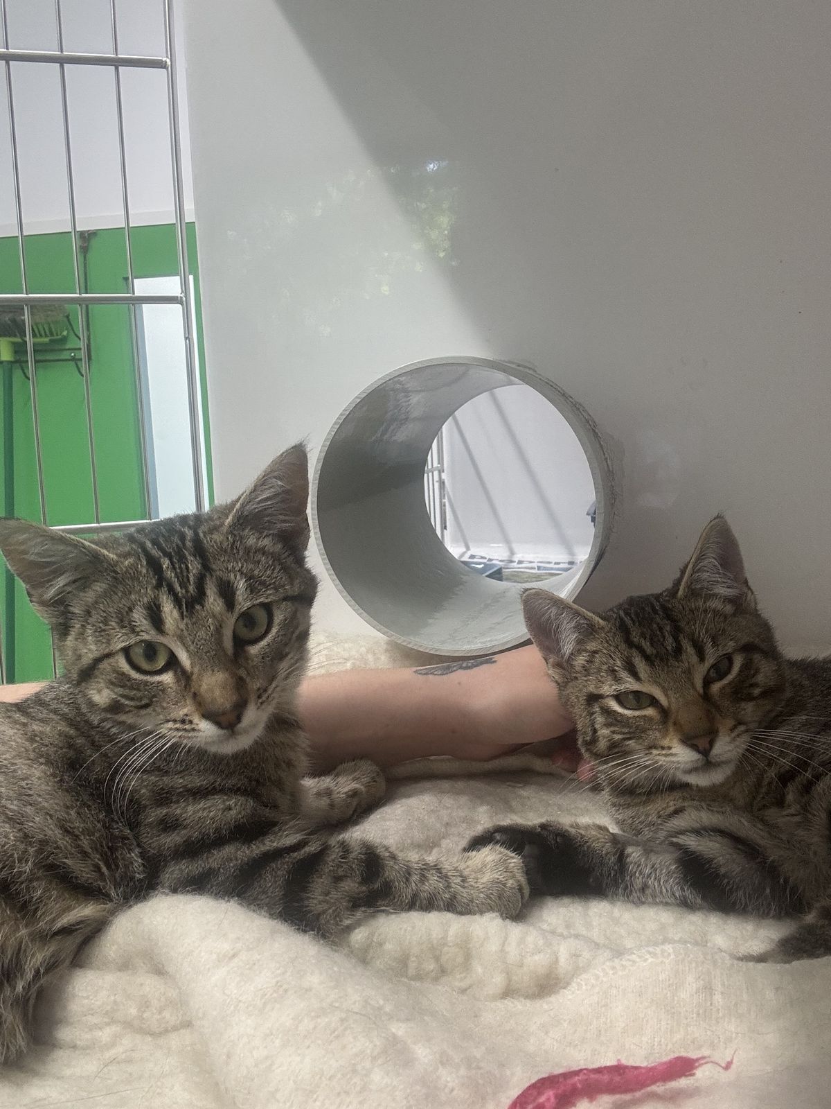 Gallery image: Wasabi