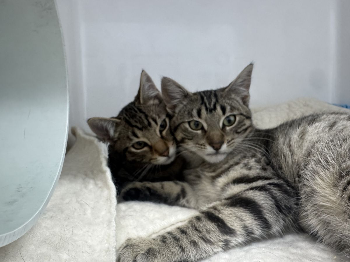 Gallery image: Wasabi