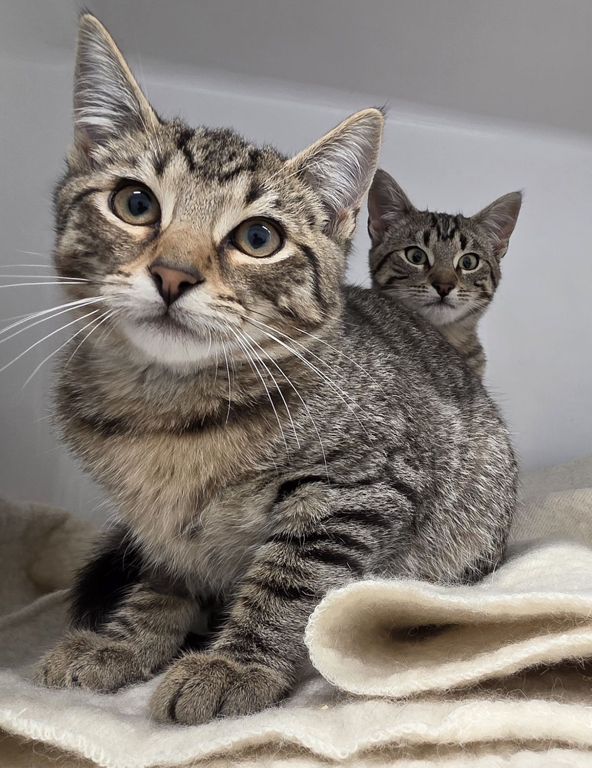 Gallery image: Wasabi