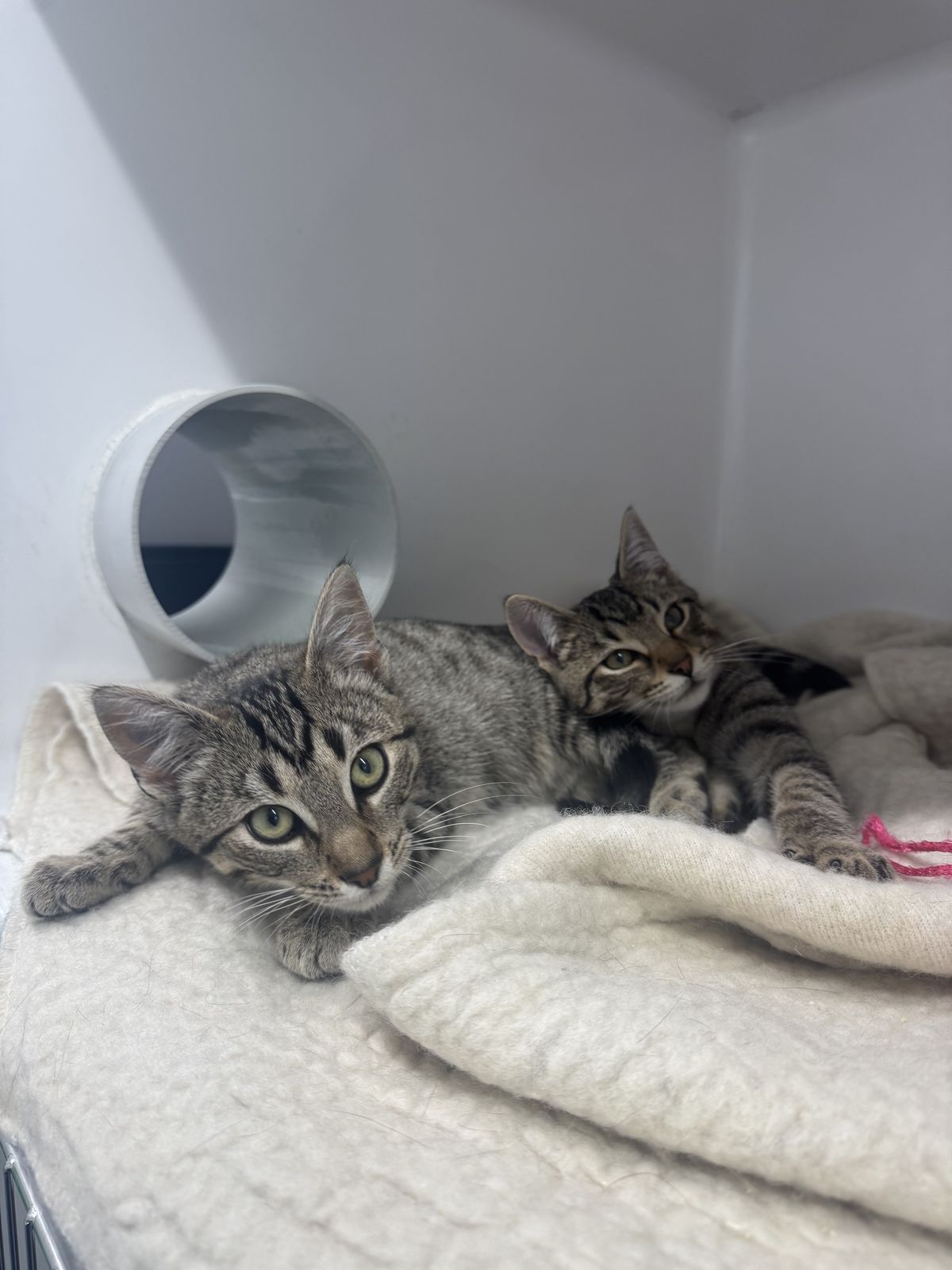 Gallery image: Clyde