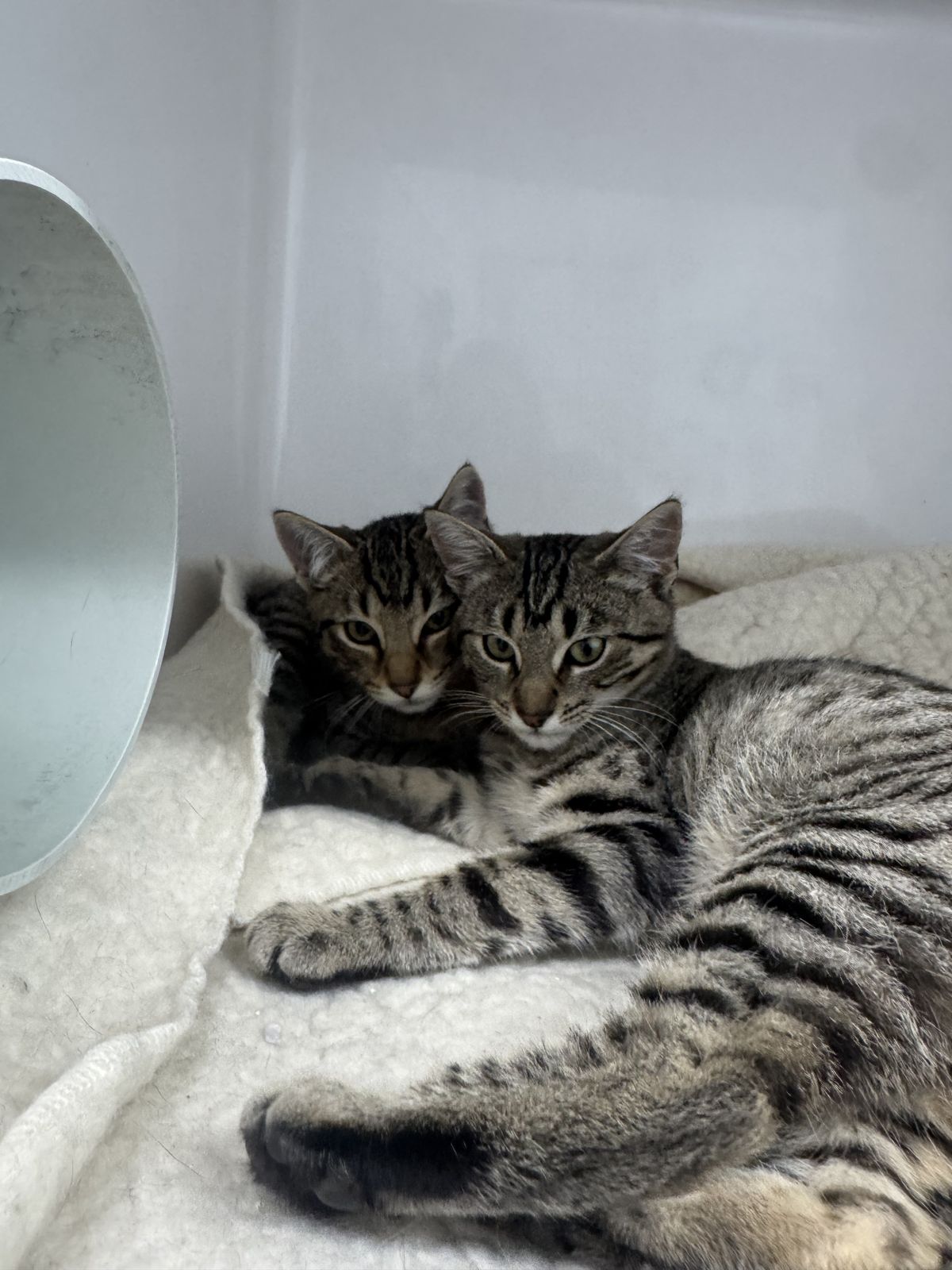 Gallery image: Clyde