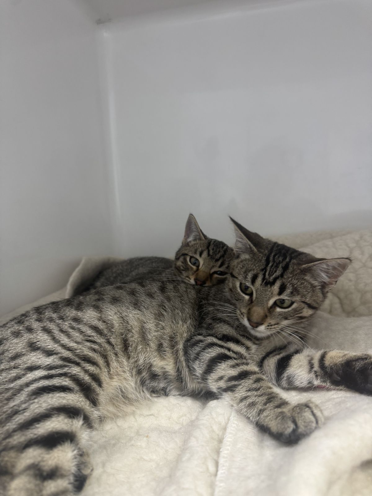 Gallery image: Clyde