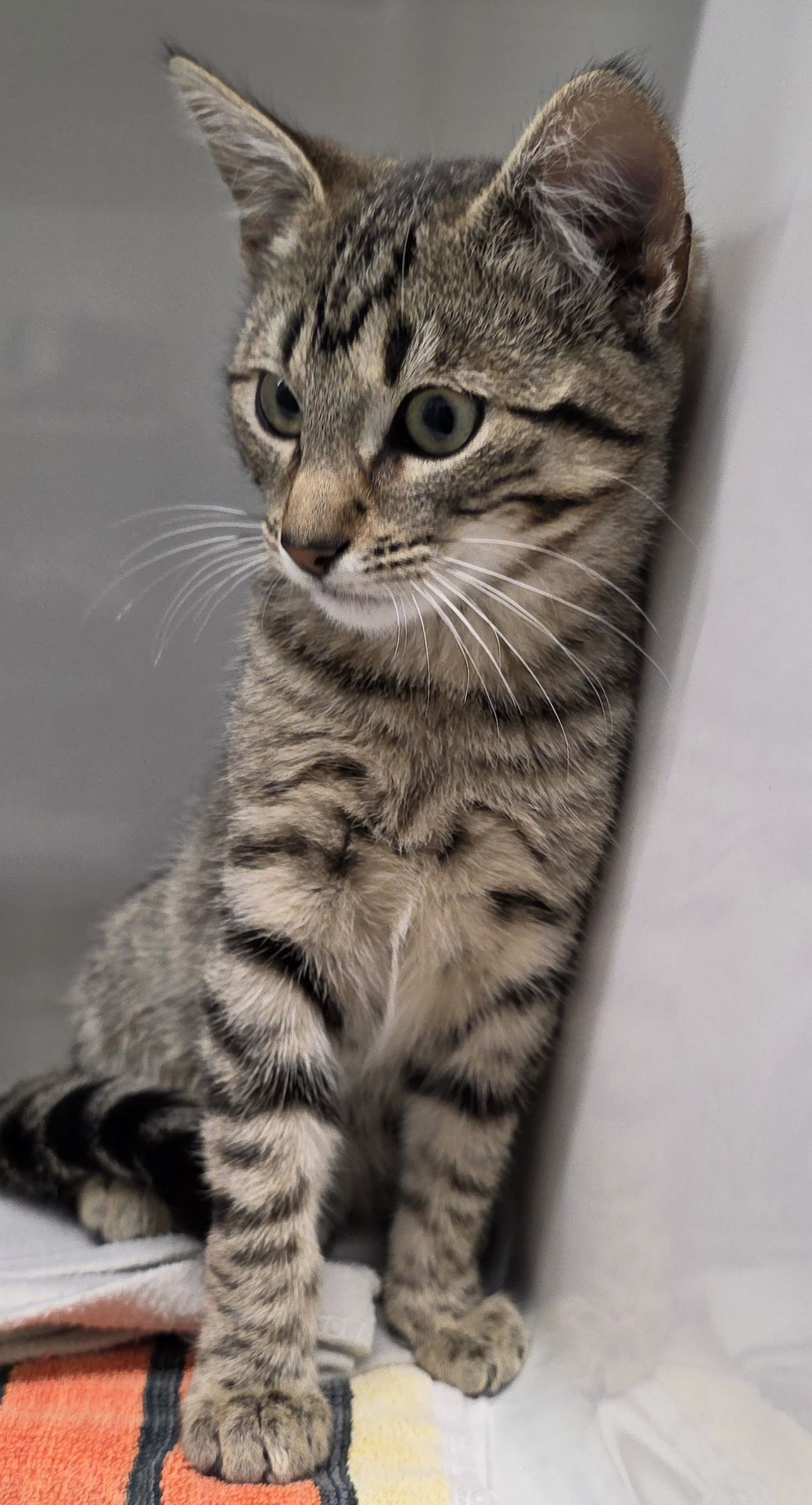 Gallery image: Clyde