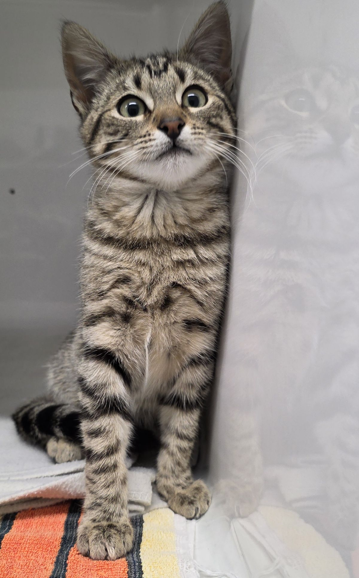 Gallery image: Clyde