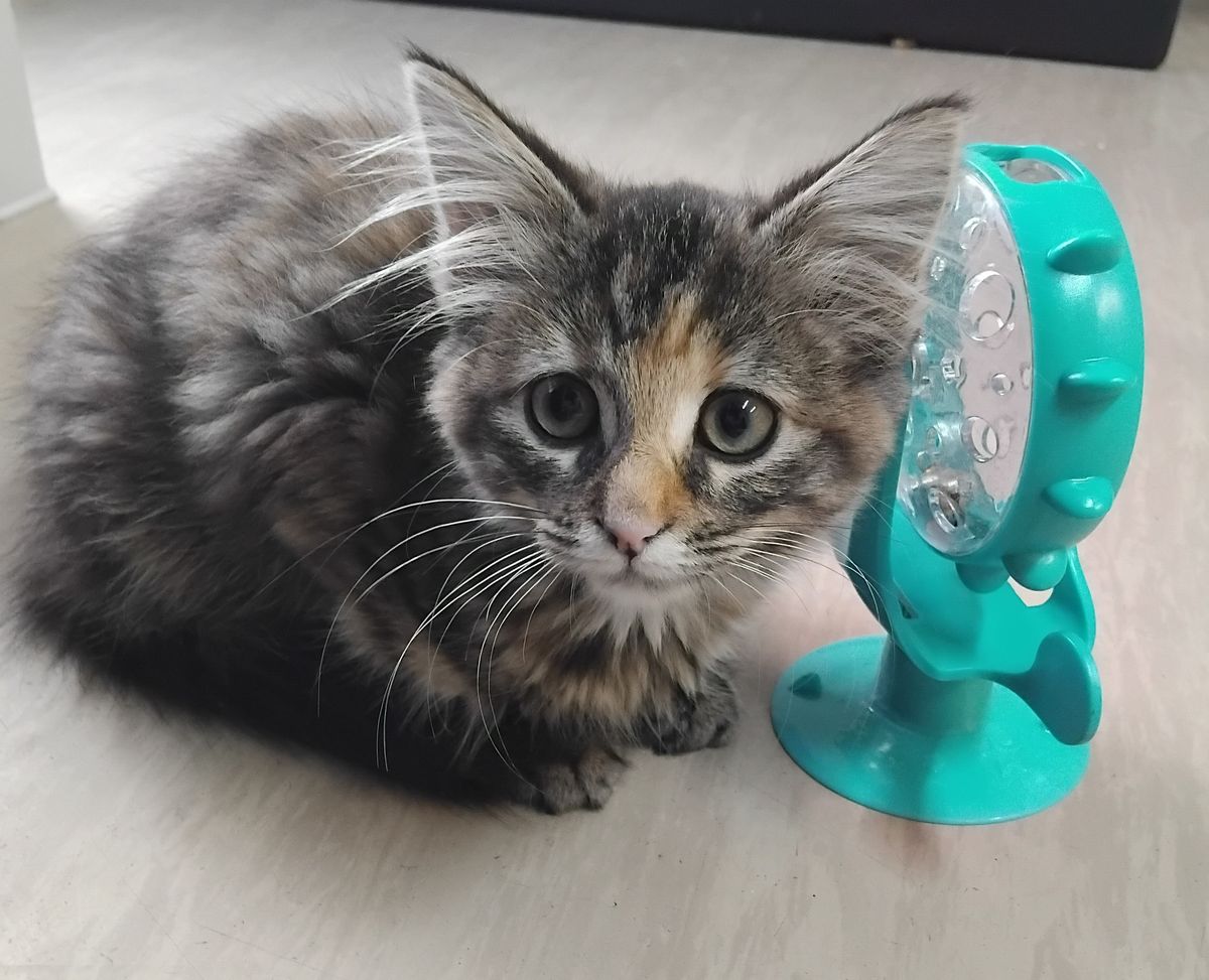 Gallery image: Rosie