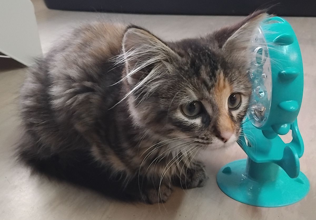 Gallery image: Rosie